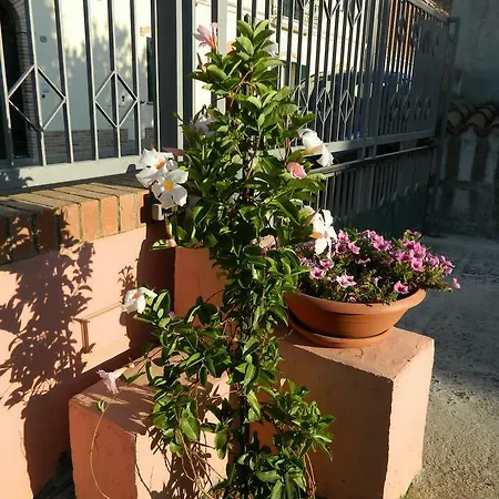 Margherita Pula
